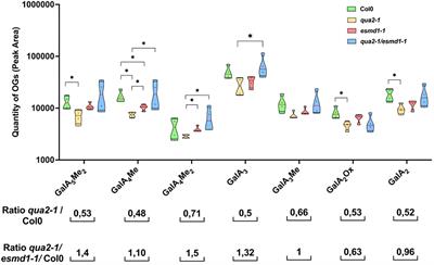 Fine-tuning and remodeling of pectins play a key role in the maintenance of cell adhesion